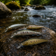 Hard Lures